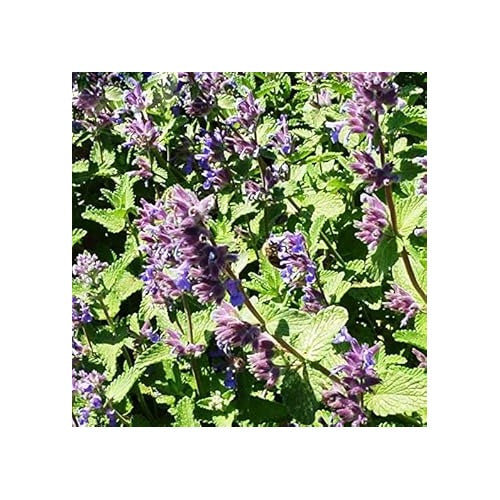 Green Cat Mint Seeds for Planting [neera-v5-c0e4ba543bae5a7c4adc]