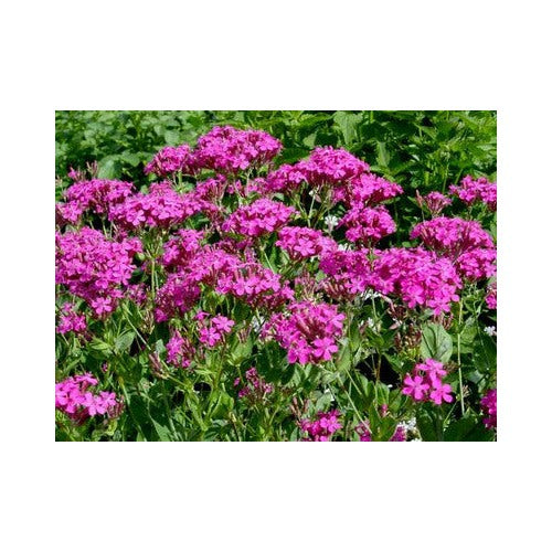 Silene armeria (Sweet William Catchfly) Flower Seeds for Planting [neera-v5-c0eaf4c4759e0573bbed]