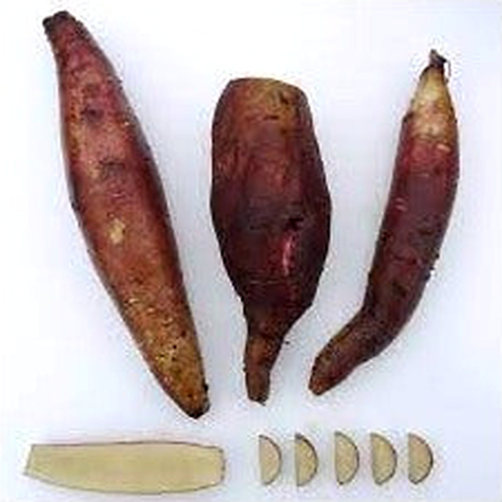 Cajamarca Yacon Vegetable Seeds for Planting [neera-v5-c0f03736cf5d61c374f2]