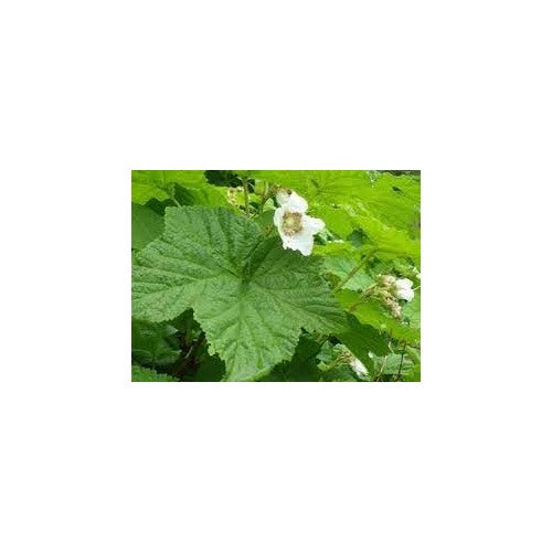 Heirloom Non-GMO Rubus Parviflorus Flower Seeds for Planting [neera-v5-c0f153d079776b4dd757]