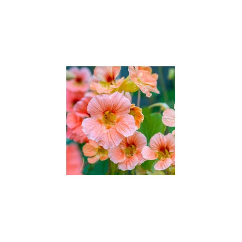 Baby Pink Nasturtium Flower Seeds for Planting [neera-v5-c0f322e922ce71166659]