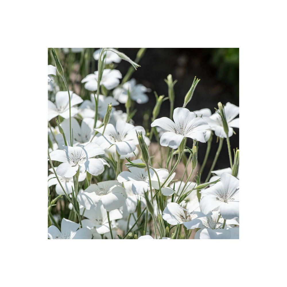 Heirloom Agrostemma Ocean Pearl Flower Non Gmo Elegant Blooms For Planting Flower Seeds for Home [neera-v5-c10a04d1f25e902b29ac]