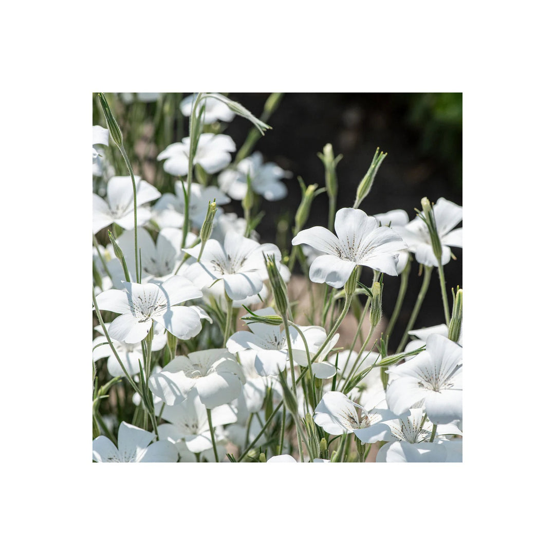 Heirloom Agrostemma Ocean Pearl Flower Non Gmo Elegant Blooms For Planting Flower Seeds for Home [neera-v5-c10a04d1f25e902b29ac]