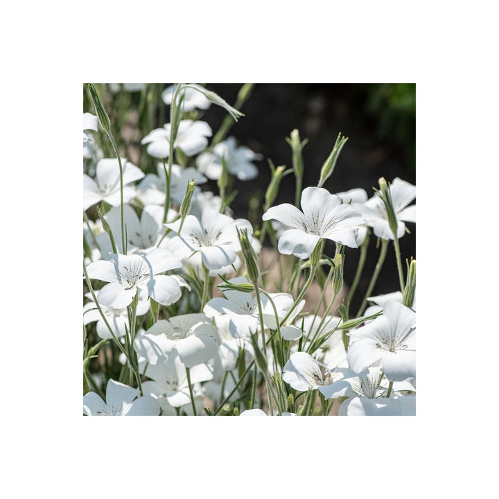 Heirloom Agrostemma Ocean Pearl Flower Non Gmo Elegant Blooms For Planting Flower Seeds for Home [neera-v5-c10a04d1f25e902b29ac]