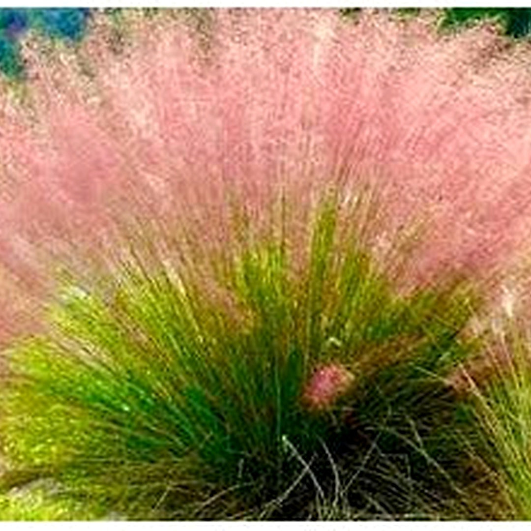 Pink Muhly Grass Seeds for Planting,All Year Growing Low Maintenance Plant Seeds [neera-v5-c10a1a88f54ec860bb3e]