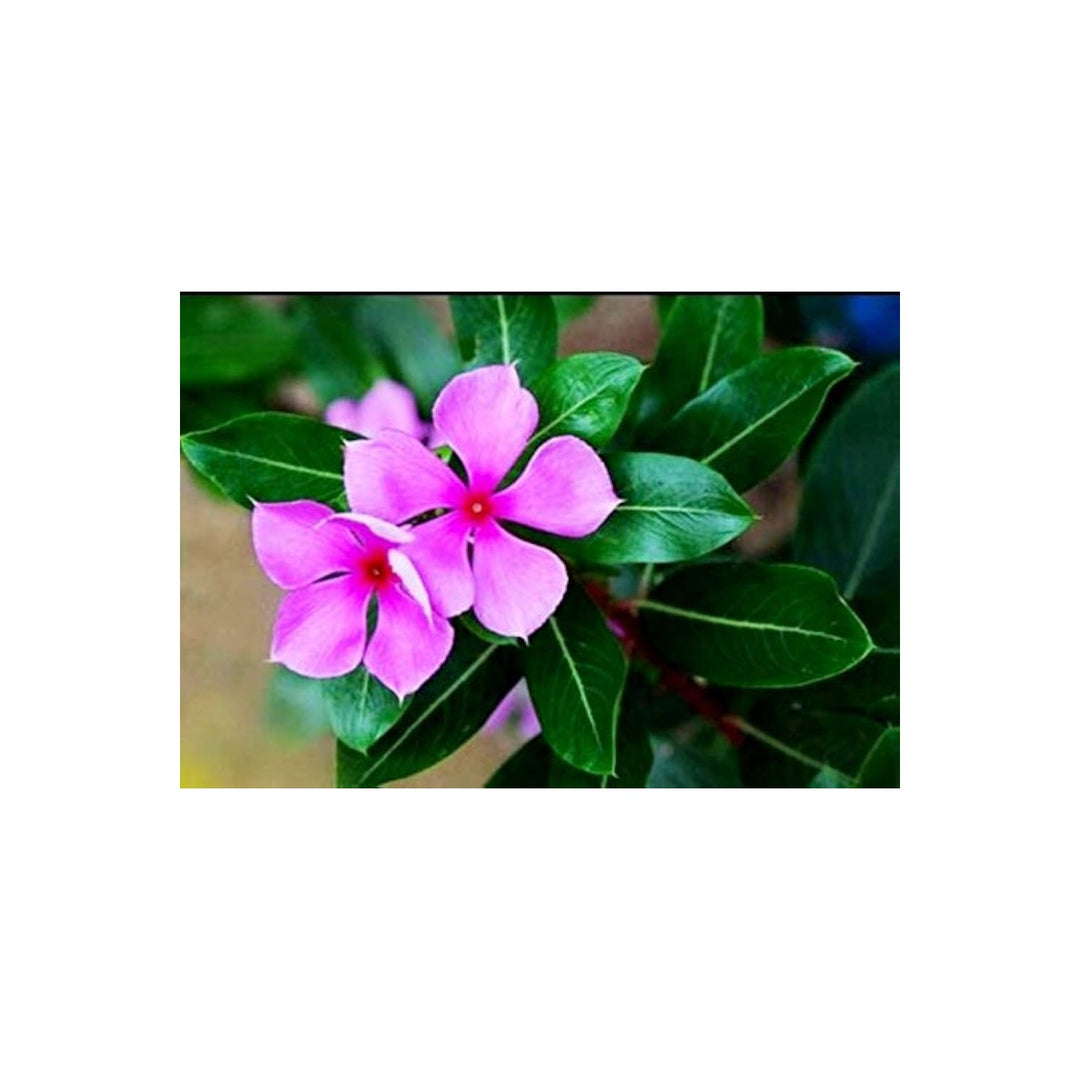 Periwinkle Catharanthus Roseus Vinca Flower For Planting Ideal For Home Garden Low Maintenance [neera-v5-c10d1dc561c72109c77e]