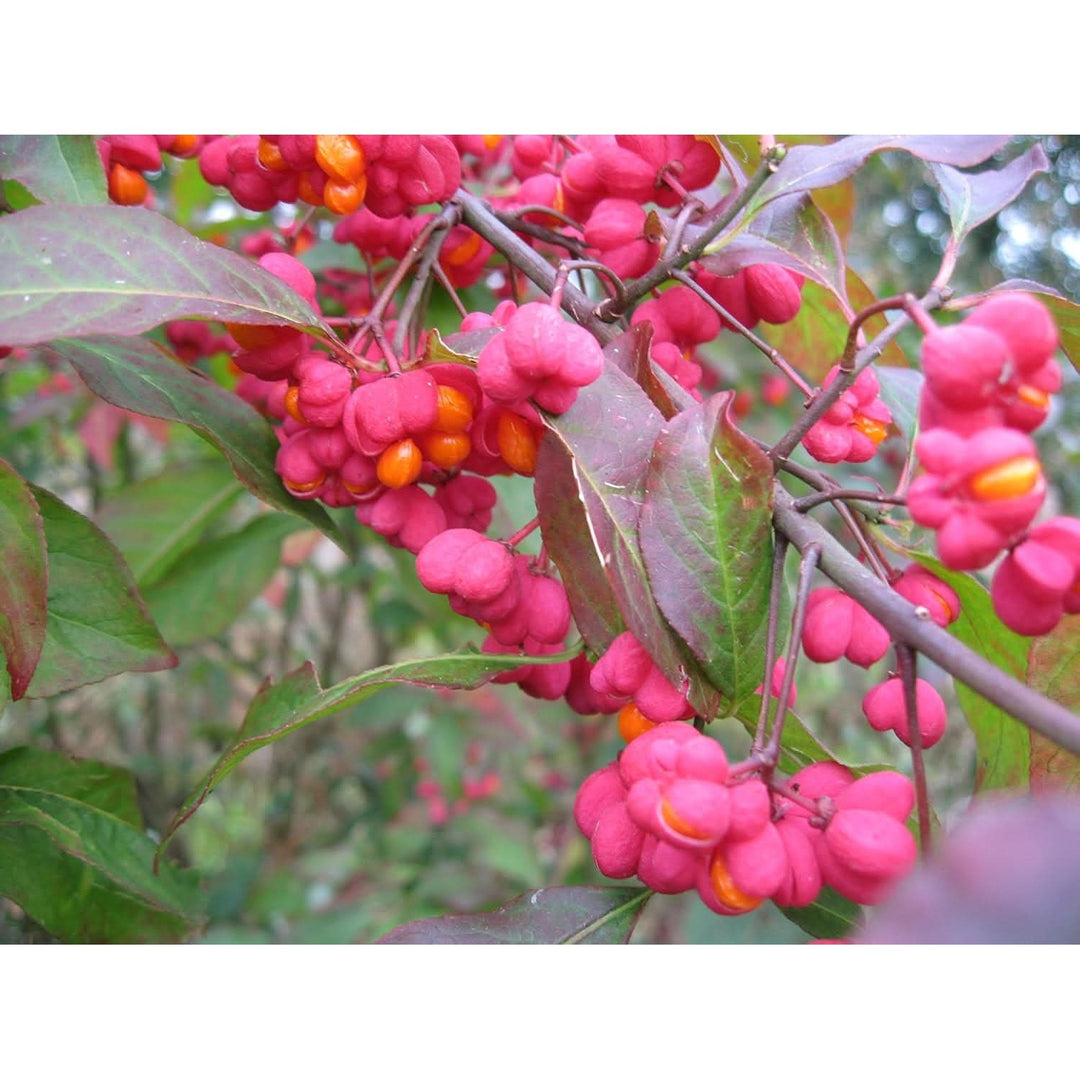 Heirloom Non Gmo Spindle Flower For Planting Decorative Ornamental Blooms For Garden Landscapes [neera-v5-c10f6fb66607b2bf68c0]