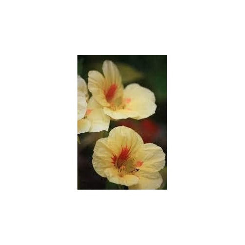 Heirloom Cream Yellow Nasturtium Flower Seeds for Planting | Non-GMO Organic Garden Seeds | Edible Blooms High Germination [neera-v5-c11fc80b402169fb64bf]