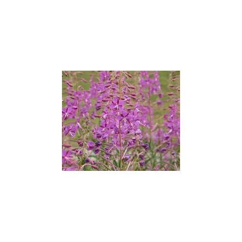 Epilobium Angustifolium Flower Seeds [neera-v5-c11ff3b2d10d3fab2868]
