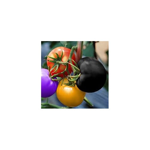 Rainbow Tomato Seeds for Planting [neera-v5-c1224e8458d71604b57d]