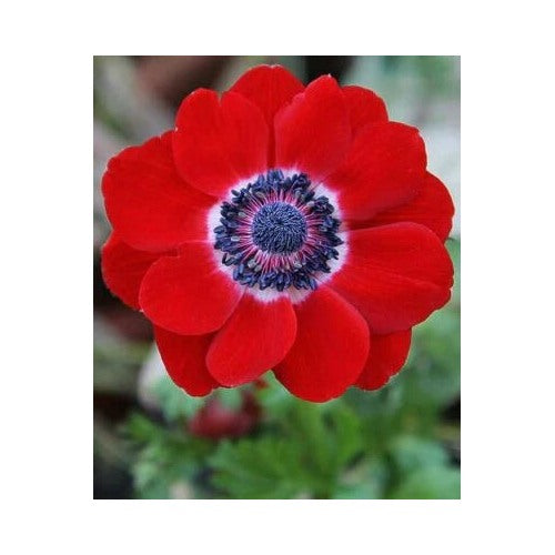 Red Anemone Poppy Hollandia Heirloom Non Gmo Flower Seeds Home Garden Planting, Vibrant Organic [neera-v5-c1304f134a617d8bc8bb]