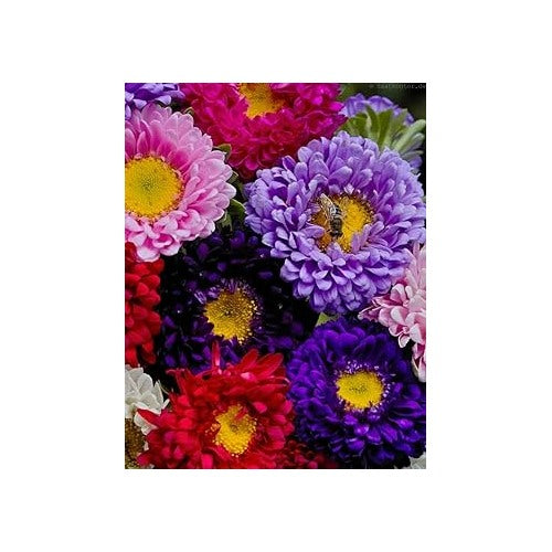 Aster Matsumoto Flower Seeds for Planting [neera-v5-c130e600de5c0db1d599]