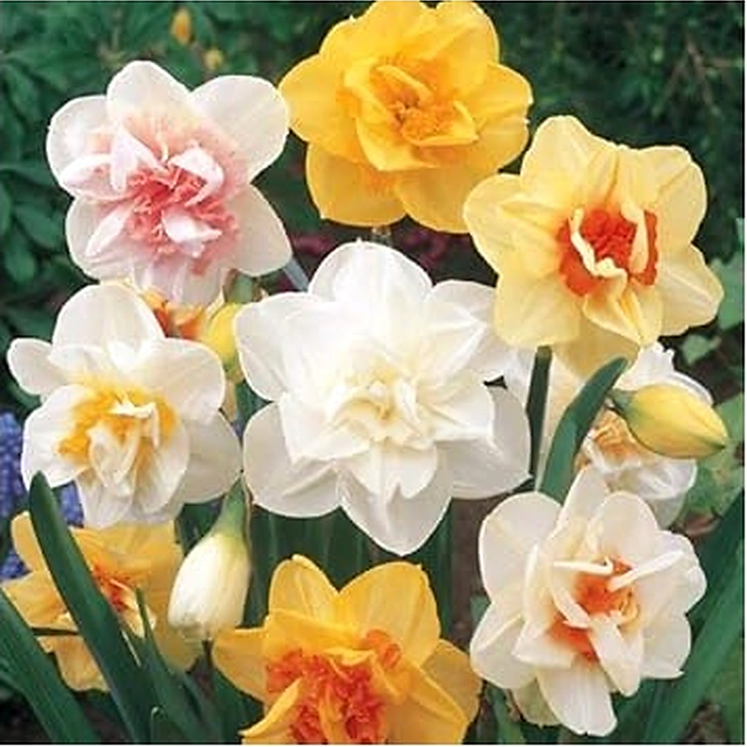 Double Narcissus Flower Seeds [neera-v5-c132fe4d3075eda0cb70]