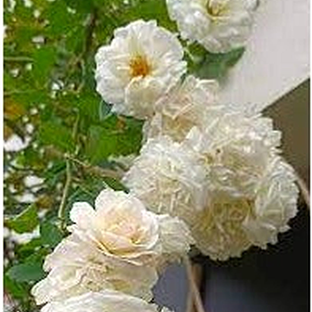 White Rose Flower Seeds [neera-v5-c143eaa9204fefcf2302]