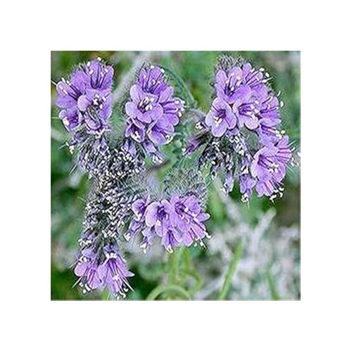 Lavender Pelargonium Seeds for Planting [neera-v5-c14c049f0f842f33a6fa]