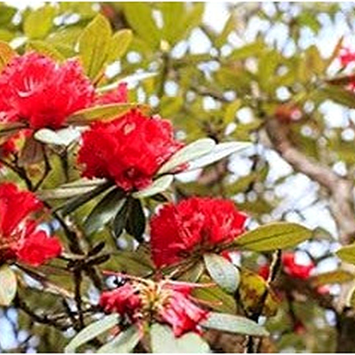 Heirloom Red Rhododendron Flower Seeds, Non-GMO Vibrant Blooms for Planting [neera-v5-c1505515a2b0fe73cee3]