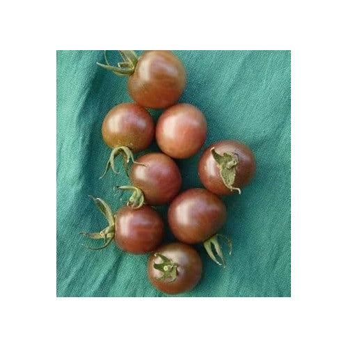 Dark Green Tomato Seeds for Planting [neera-v5-c1568bade4233169ee16]