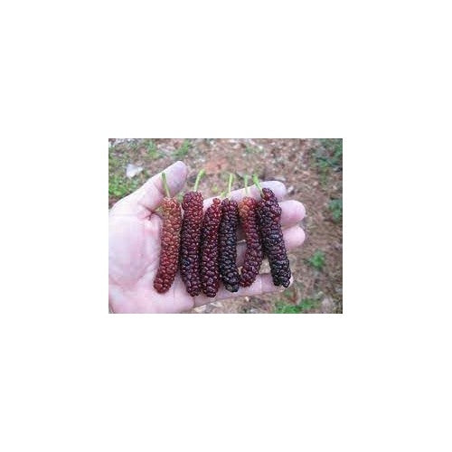 Mini Melon Seeds for Compact, Sweet, and Juicy Fruits [neera-v5-c15a743f6bdedb2e7950]