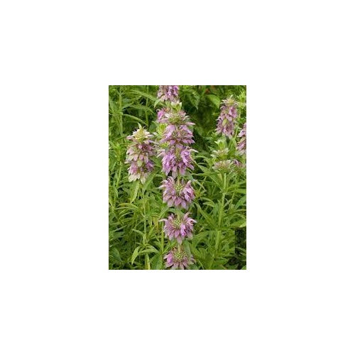 Lavender Lemon Mint Flower Seeds for Planting [neera-v5-c17ce21ebf794cbbe419]