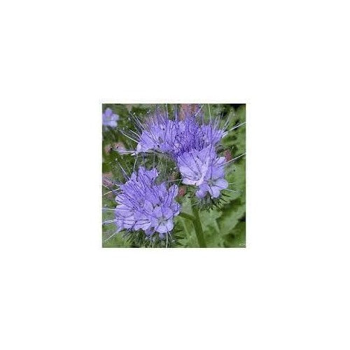 Heirloom Lacy Phacelia Flower Seeds for Garden Planting, Non-GMO, Pollinator-Friendly Wildflower Blooms [neera-v5-c186e771466eb04e15a6]