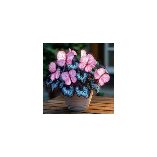 Moonlight Butterfly Begonia Flower Seeds [neera-v5-c18af90fdeccb9078f64]