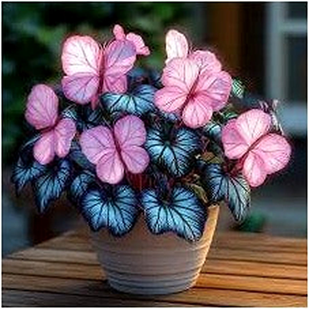 Moonlight Butterfly Begonia Flower Seeds [neera-v5-c18af90fdeccb9078f64]