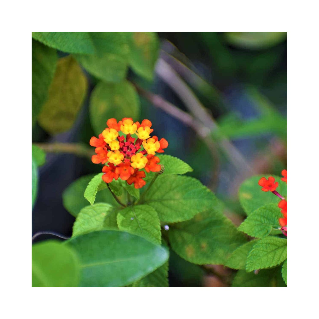 Green Heirloom Non Gmo Lantana Plant Butterfly Friendly Garden Planting Flower Seeds Home [neera-v5-c18d78eed9f12e6367e1]