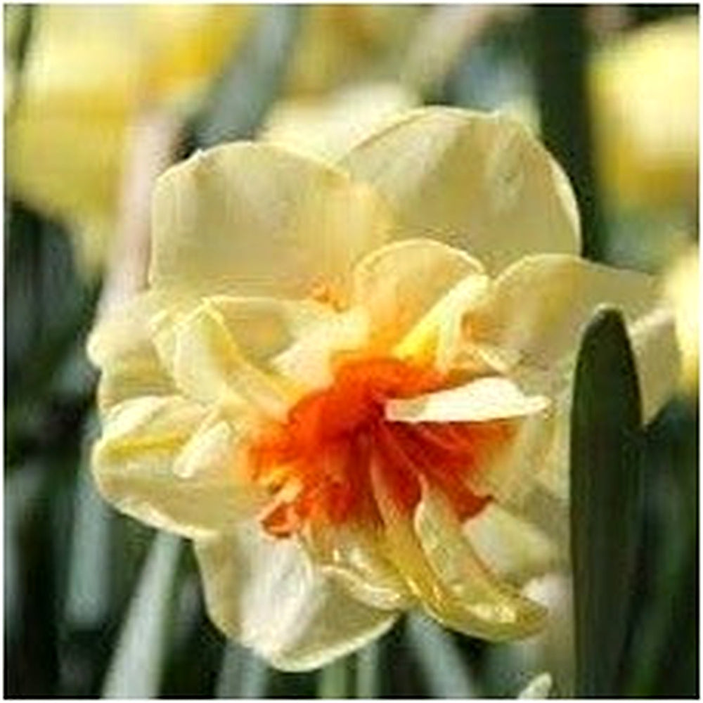 Heirloom Non-GMO Cream Narcissus Flower Seeds for Planting [neera-v5-c1a043ab56e63f0ce9b4]