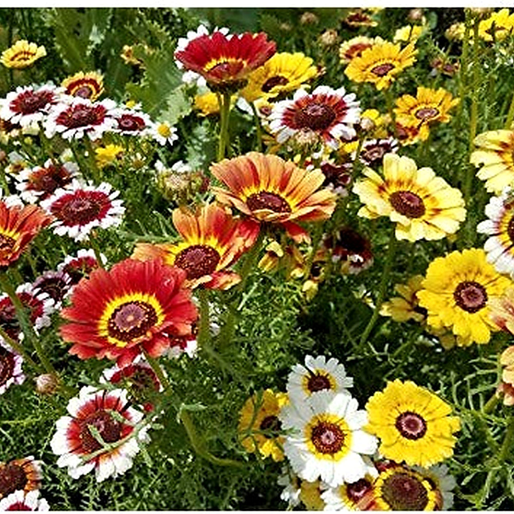 White Chrysanthemum Carinatum Flower Seeds for Planting [neera-v5-c1ae698c8b44bab3a3c2]