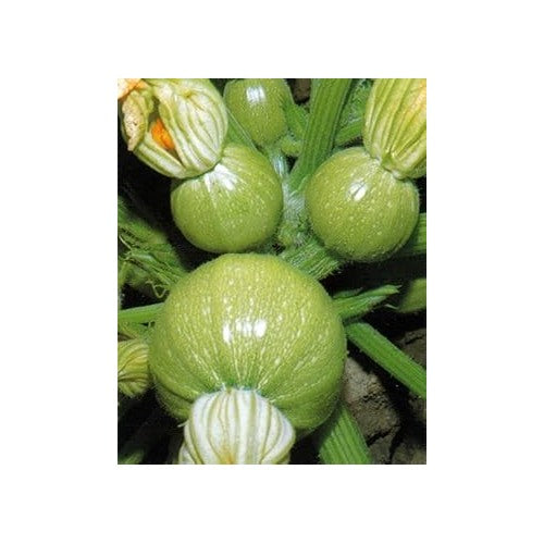 Green Ronde de Seeds for Planting [neera-v5-c1ae88cd30495a7b56ac]