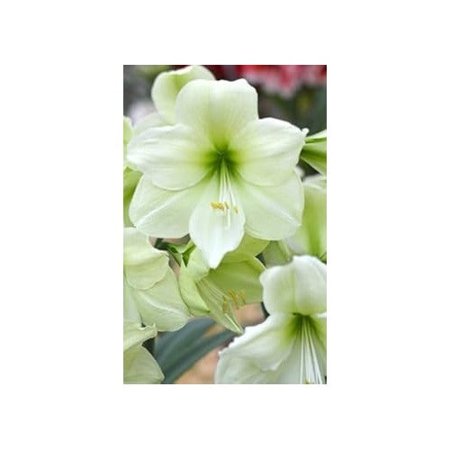 Light Green Hippeastrum Rutilum Flower Seeds for Planting [neera-v5-c1b029d1795e95932c08]