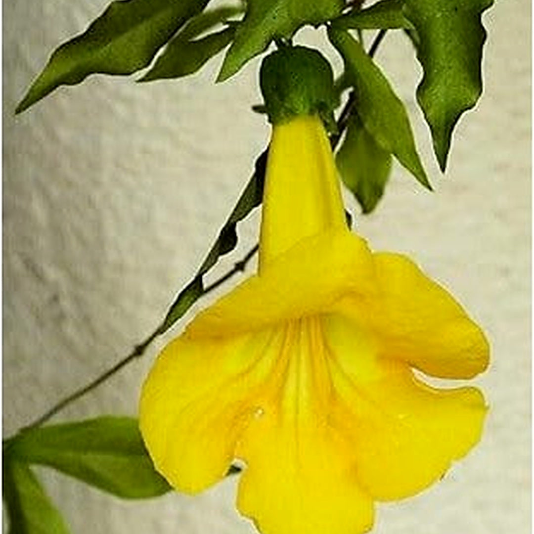 Macfadyena Unguis Flower Seeds [neera-v5-c1b724fbe3d843303bdd]