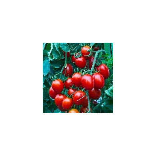 Tomato Vegetable Seeds for Planting [neera-v5-c1c78dea30324b4352a5]