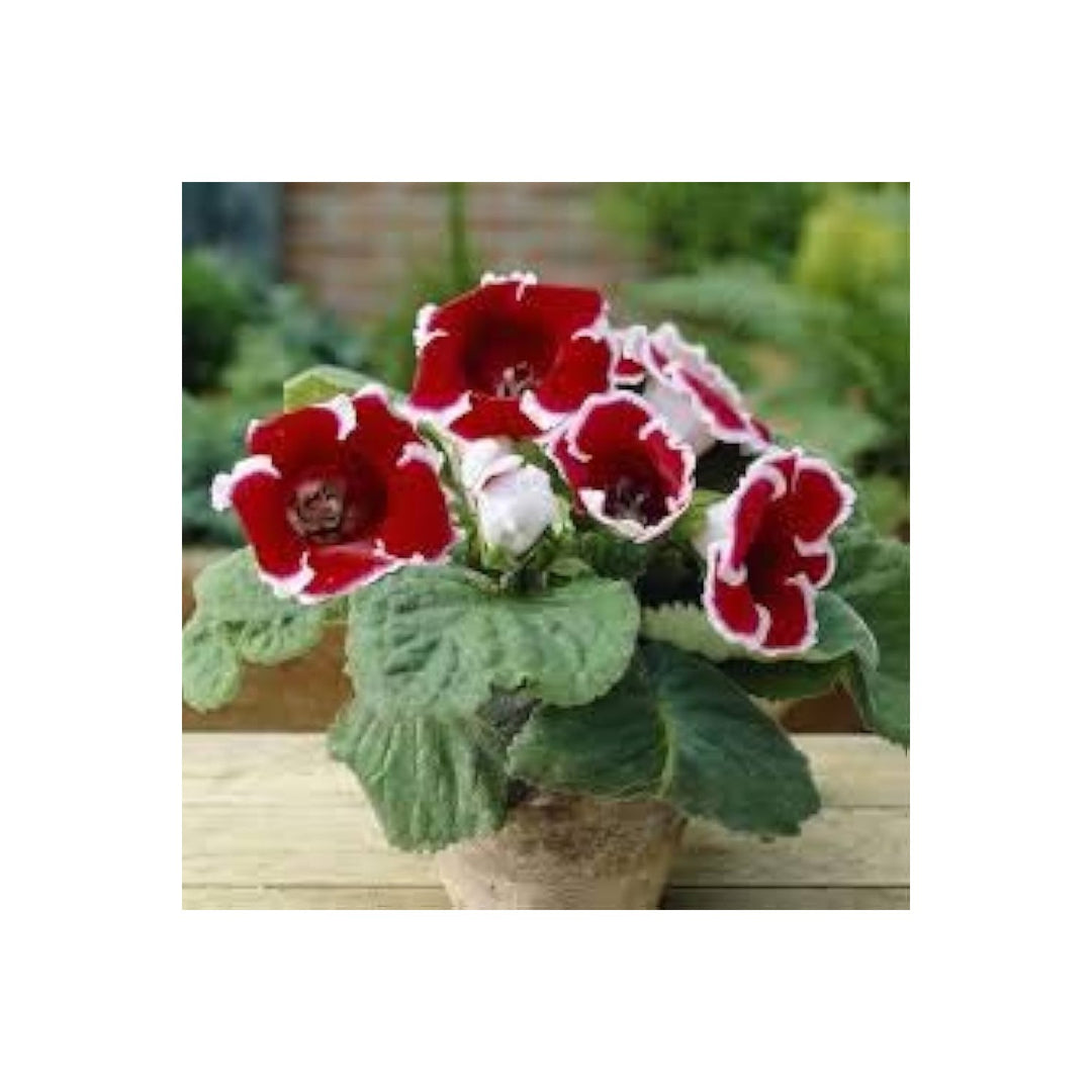 Gloxinia Sinningia Speciosa Flower For Planting In Indoor Pots Shaded Home Garden Spots Flower [neera-v5-c1cbd51a6fe39c21bbae]