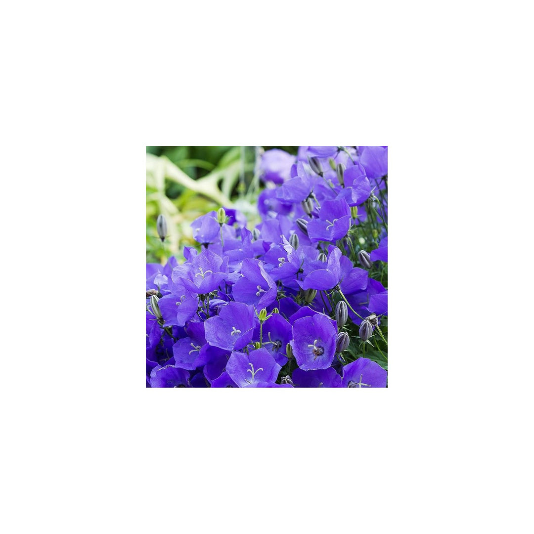 Bellflower Campanula Spp Flower For Planting In Backyard Garden Or Containers Flower Seeds for Home [neera-v5-c1d709d22151f9c05ef8]
