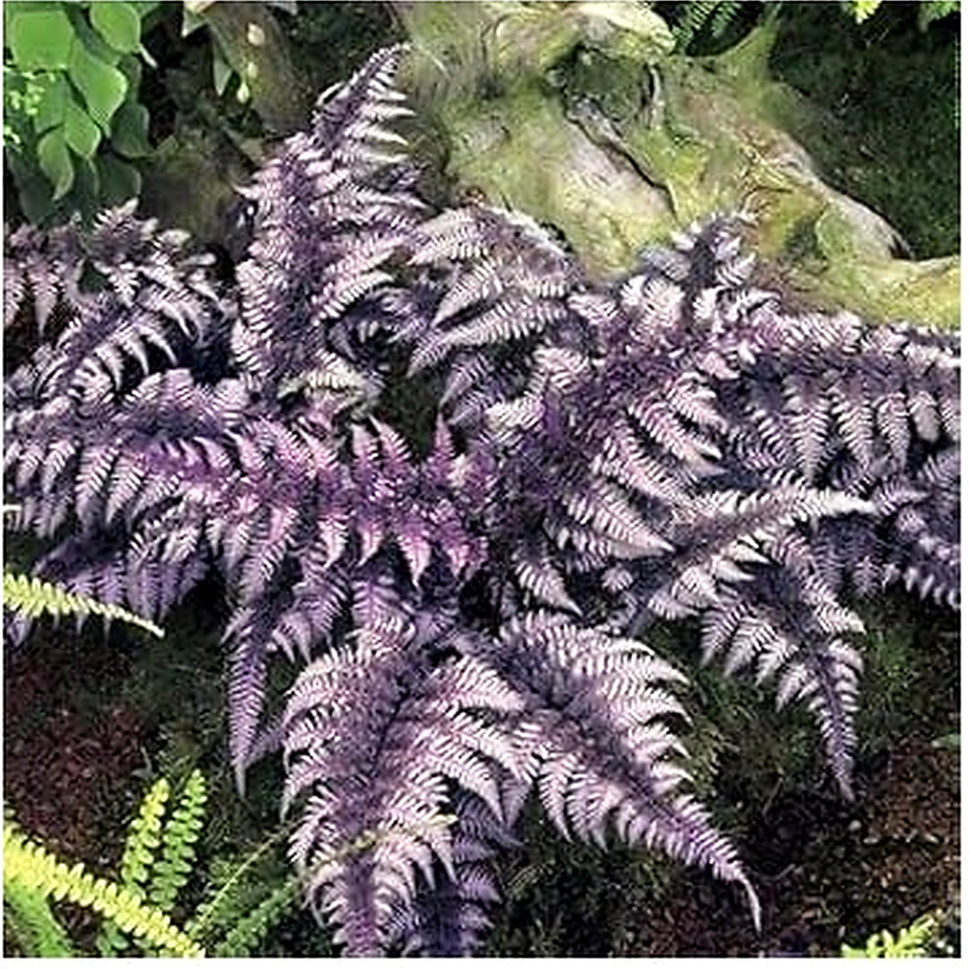 Purple Fern Pteridophyta Plant Seeds for Planting [neera-v5-c1dbc34cca83ed03edc9]