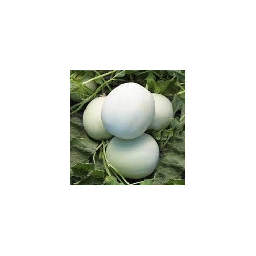White Cantaloupe Fruit Seeds for Planting [neera-v5-c1f40f4fc4c60e37634d]