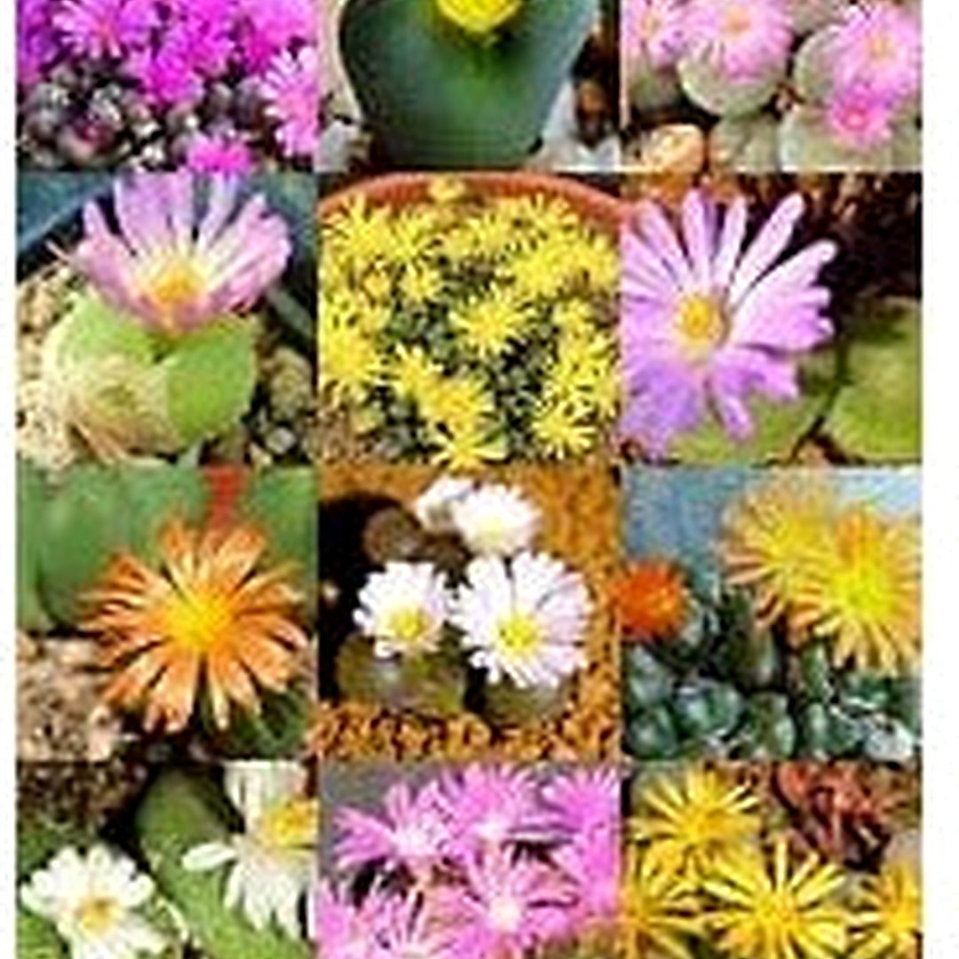Mixed Conophytum Plant For Planting Flower Seeds for Home Garden Planting, Vibrant Organic Blooming [neera-v5-c1f93a28de90f3ecbae8]