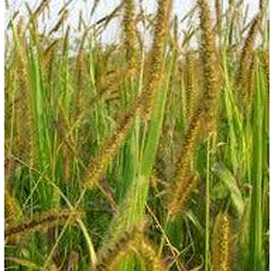 Exotic Yellow Foxtail Grass Seeds [neera-v5-c2093b3f2383873e2180]