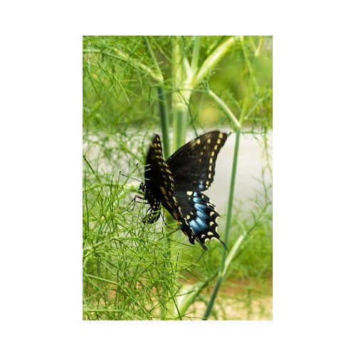 Fennel Planting Herb Perennial Swallowtail Butterfly Host Plant Non Gmo Heirloom Flower Seeds [neera-v5-c20ca8c1244fab6d5496]