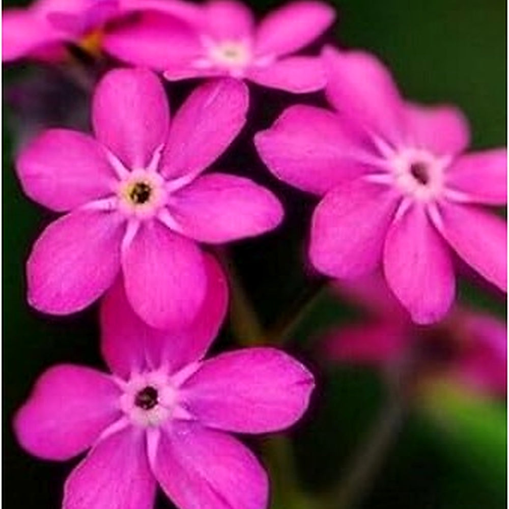 Pink Nezabudka Flower Seeds [neera-v5-c2139e17c06a276729c5]