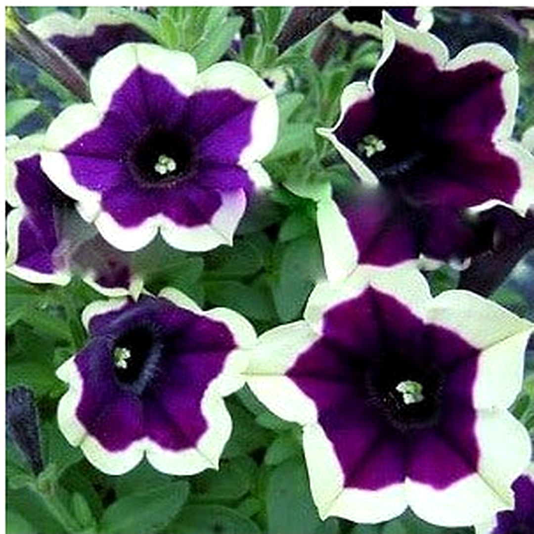 Dark Purple Magenta Petunia Seeds for Planting [neera-v5-c218d6485f8320c68a33]