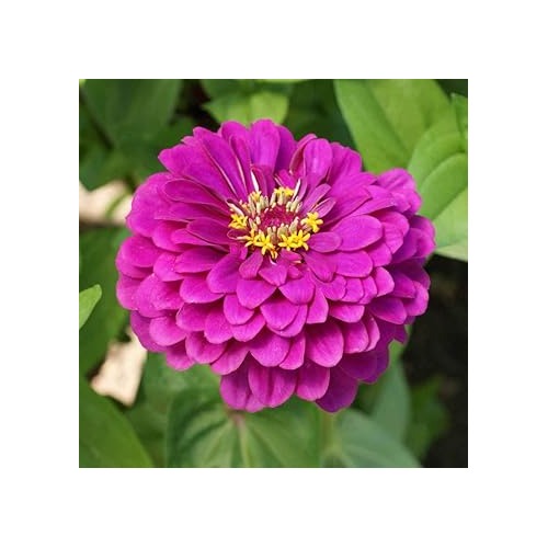 Pink Deep Zinnia Elegans Flower For Planting Vibrant Non Gmo Heirloom Flower Seeds for Home Garden [neera-v5-c21ad17eba690e75ac71]