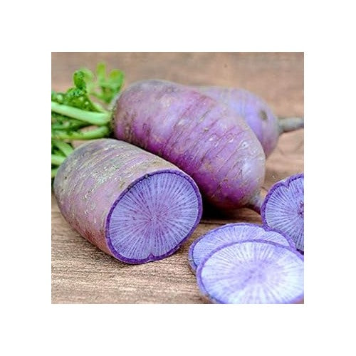Violet Radish Seeds for Planting [neera-v5-c21ed67adf341fb72a15]