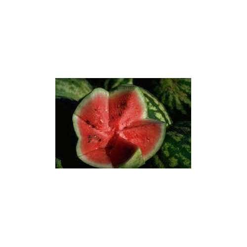 Mountain Hoosier Watermelon Fruit Seeds for Planting [neera-v5-c220ae7c9fdfbb648ca7]
