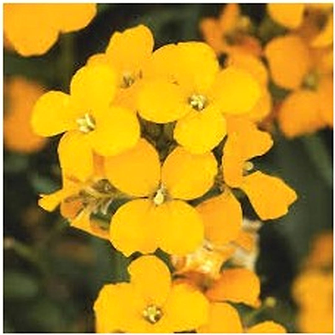 Yellow Wallflower Flower For Planting Flower Seeds for Home Garden Planting, Landscape Organic [neera-v5-c220d0292eac1d7ff558]