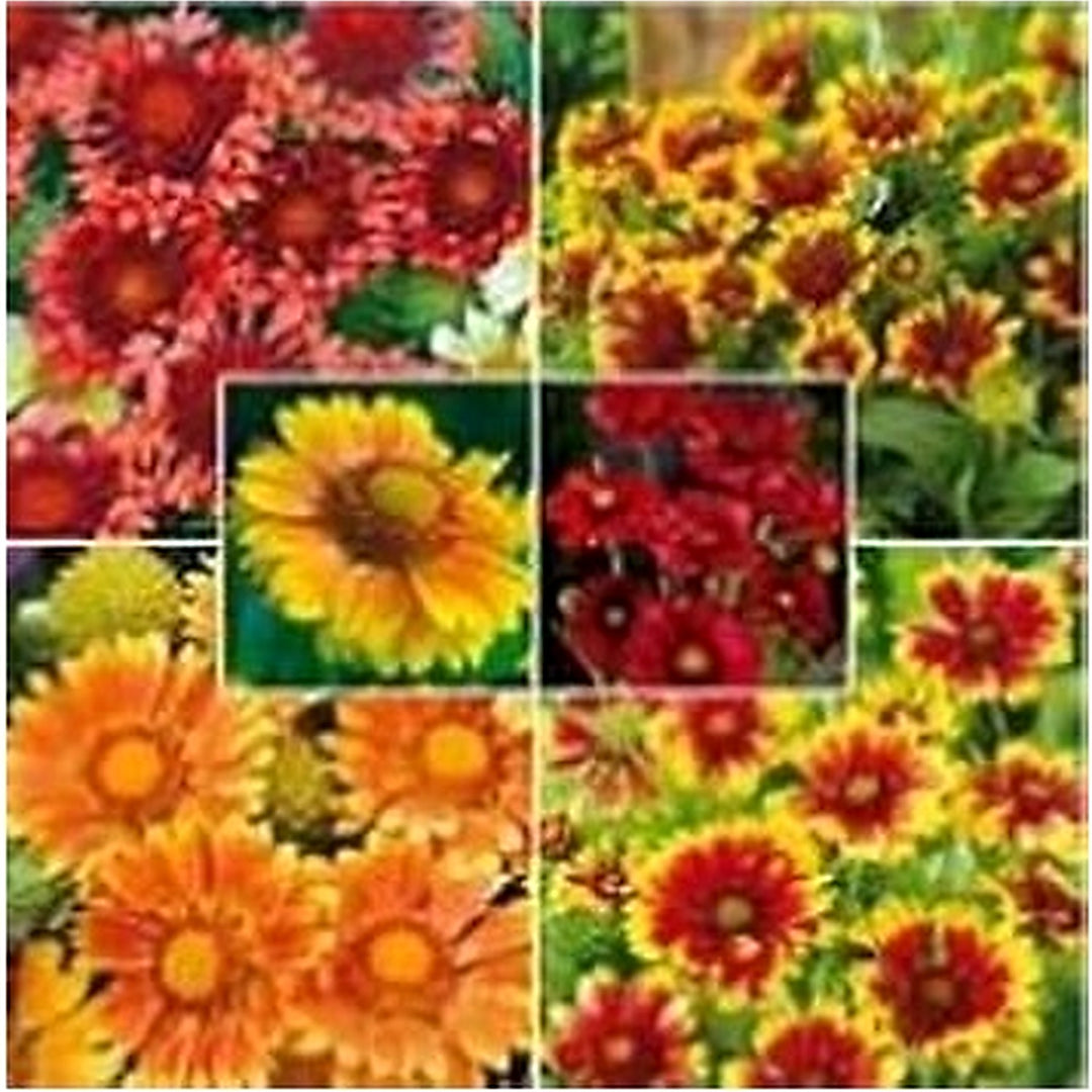 Mixed Gaillardia Blanket Flower Seeds [neera-v5-c23de64abf024611ad52]