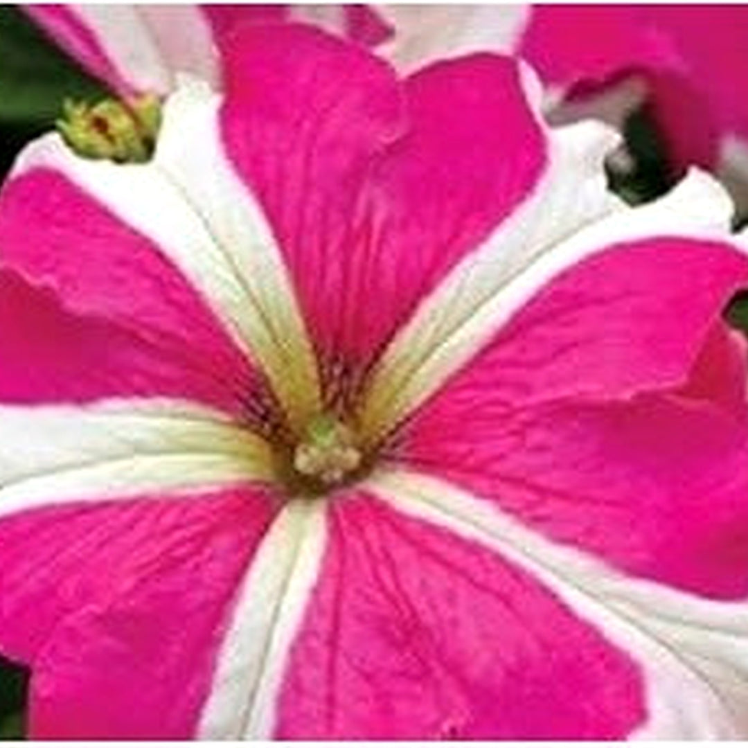 Pink White Tritunia Rose Heirloom Non Gmo For Planting Flower Seeds for Home Garden Planting, [neera-v5-c2421f87e8e635d36ed5]
