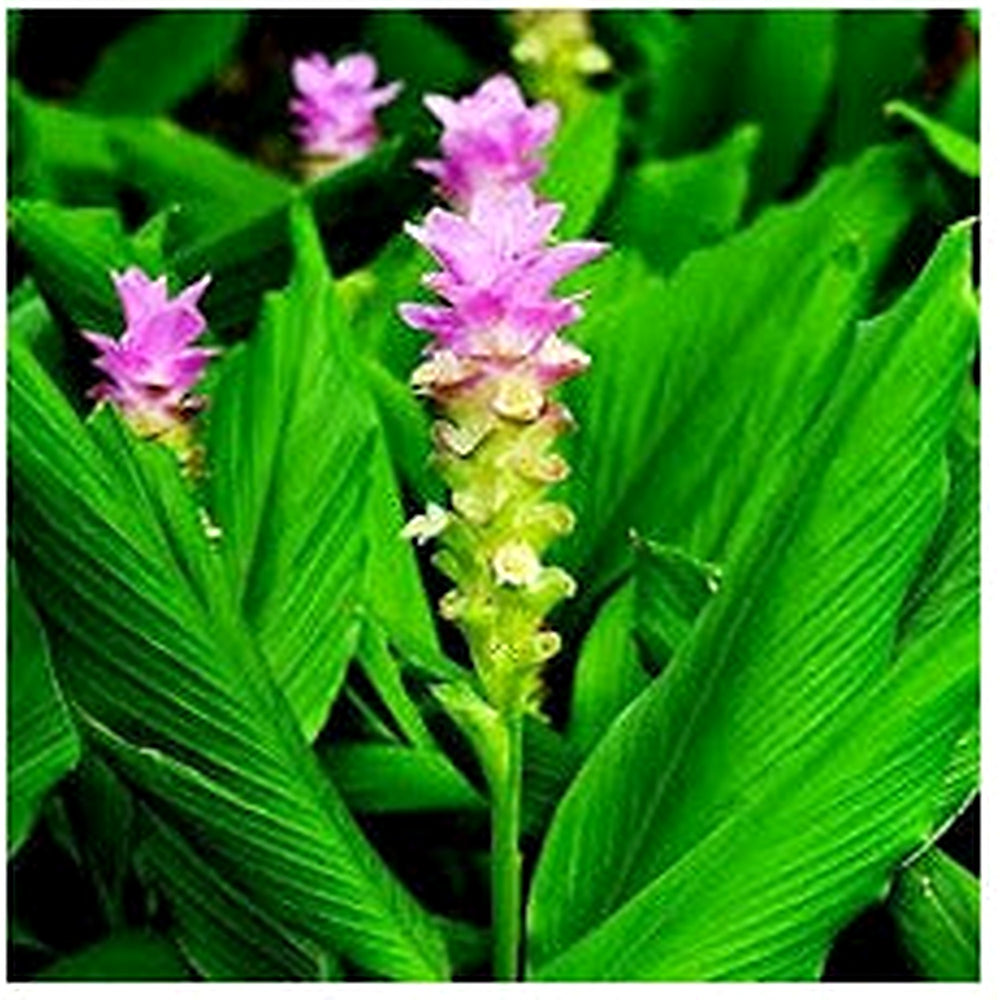Curcuma Flower Seeds for Planting [neera-v5-c245df0140b0e499b495]