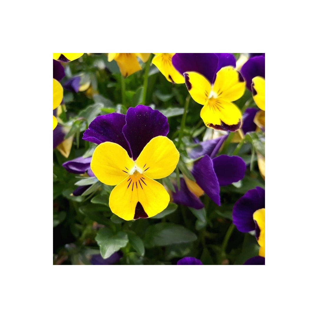 Violet Yellow Pansy Flower Non Gmo For Colorful Garden Flower Seeds for Home Garden Planting, [neera-v5-c24914f3f8cb404ccf82]